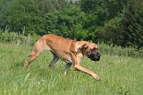 DOGUE ALLEMAND 515